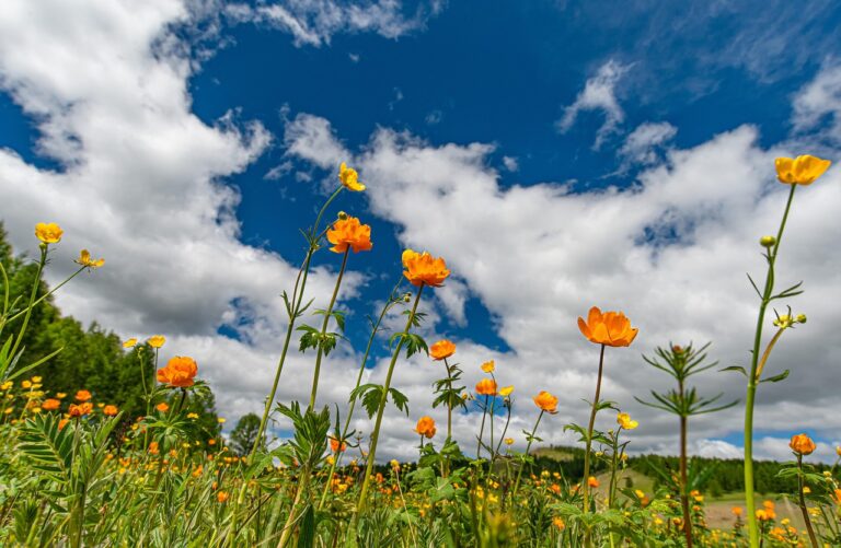クレヨンしんちゃん　野原ひろし　名言　前向き　生きる
